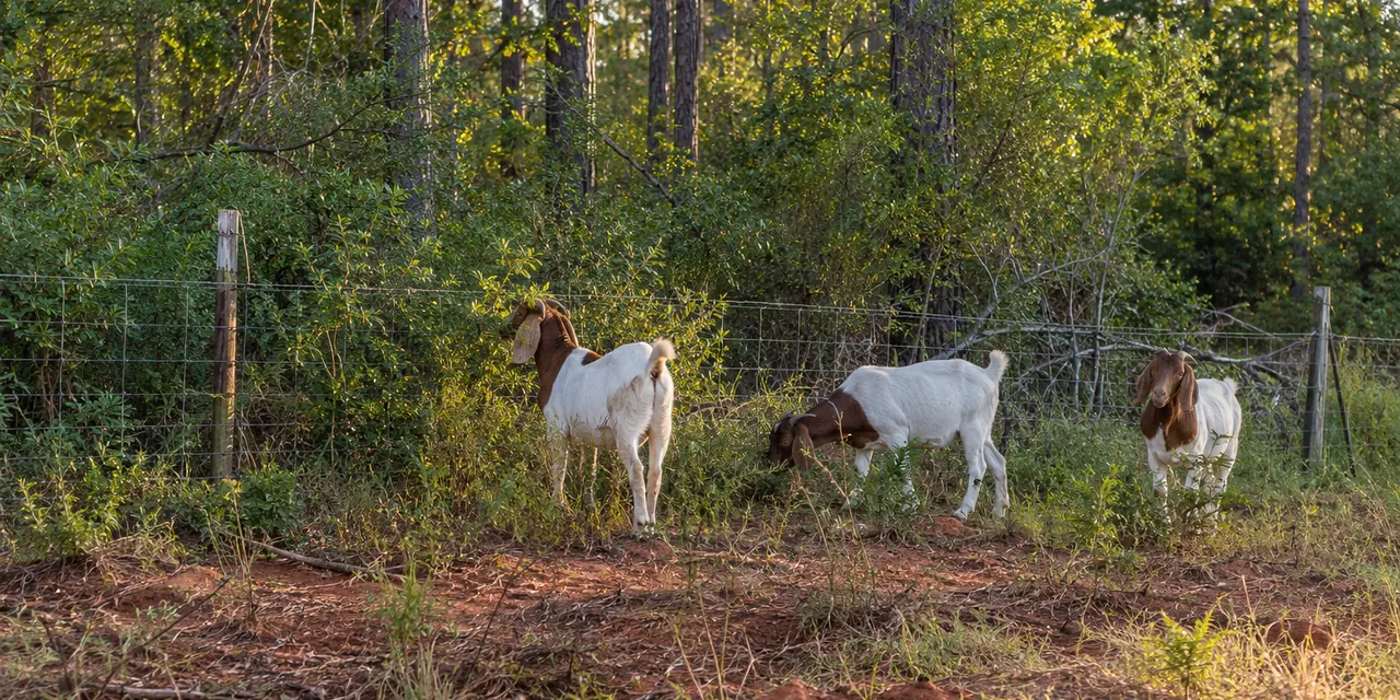 Three meat goats browsing along a woven-wire fence at the edge of pines