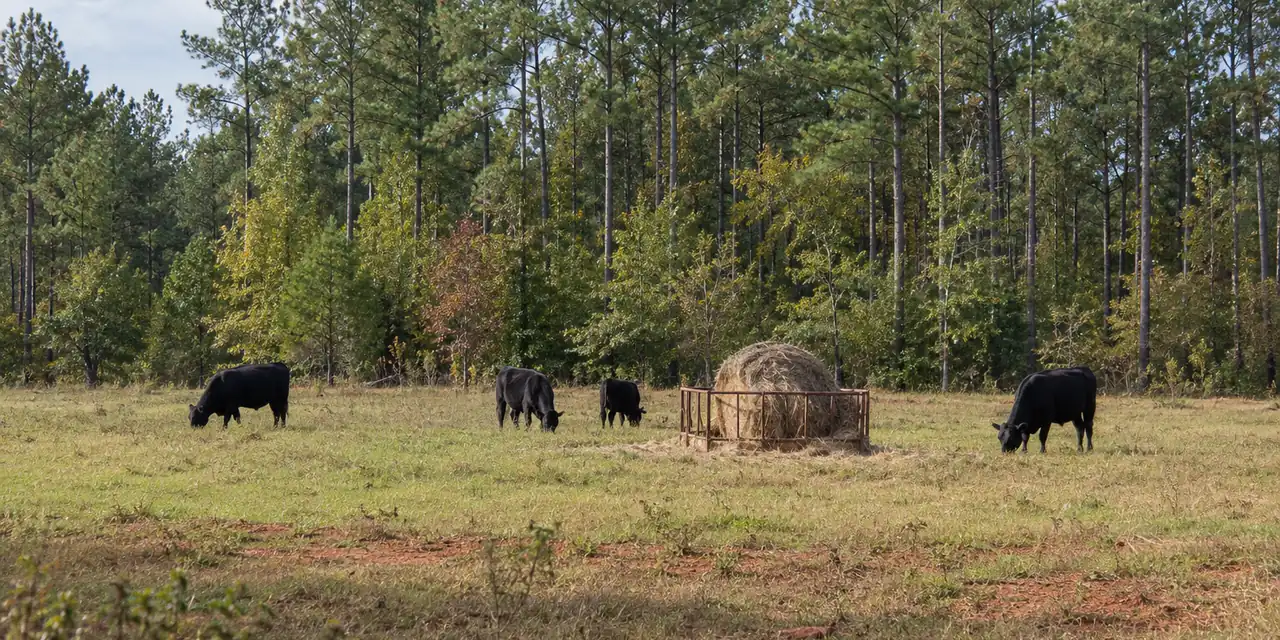Cattle grazing a pine-edged East Texas pasture beside a round hay bale