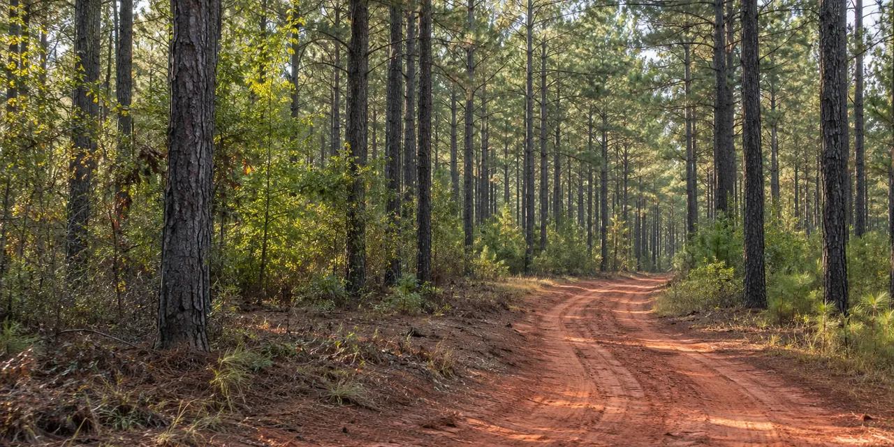 Rows of mid-age loblolly pines along a red-clay logging road